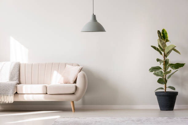 istock White living room with ficus 909538662