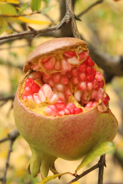istock A pomegranate hanging from a pomegranate tree with its ripe, red seed on view 909539096