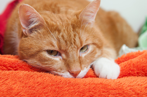 bright red cat is sitting in a plush soft orange wrap
