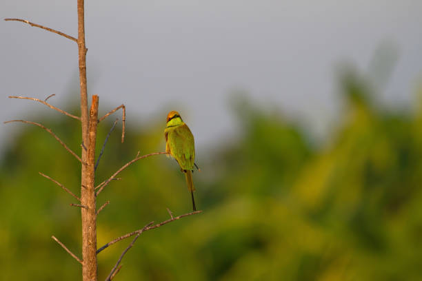 istock Green Bee-eater perching on a branch in nature 909542200
