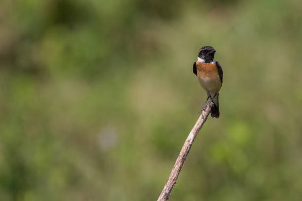 istock beautiful male Eastern Stonechat 909545858