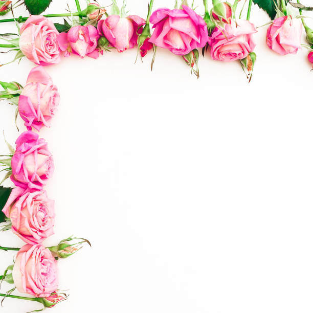 istock Frame made of pink roses with copy space on white background. Flat lay, Top view. 909546208