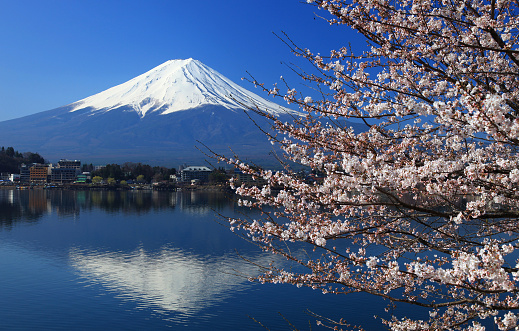 Mt Fuji and cherry blossoms at Lake Kawaguchiko, Japan