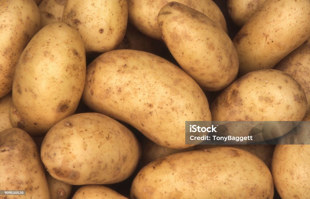 Charlotte potato Charlotte potatoes background which are a popular early variety potato Raw Potato Stock Photo