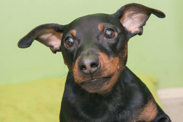 istock The Miniature Pinscher 909553700