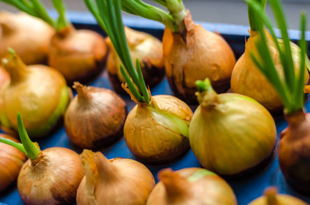 istock young onion grows on a blue stand 909553704