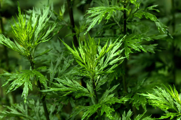 istock Wormwood. Wild plant. 909553998