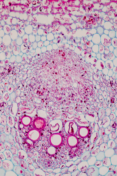 istock Cross-section Plant Stem under the microscope for classroom education. 909554490