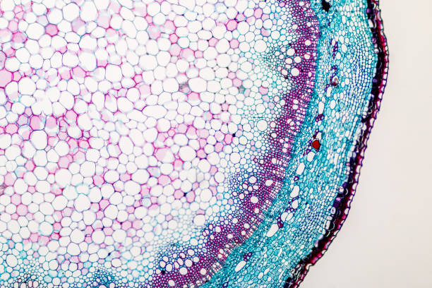 istock Cross-section Plant Stem under the microscope for classroom education. 909554588