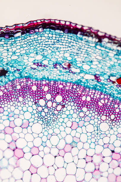 istock Cross-section Plant Stem under the microscope for classroom education. 909554642