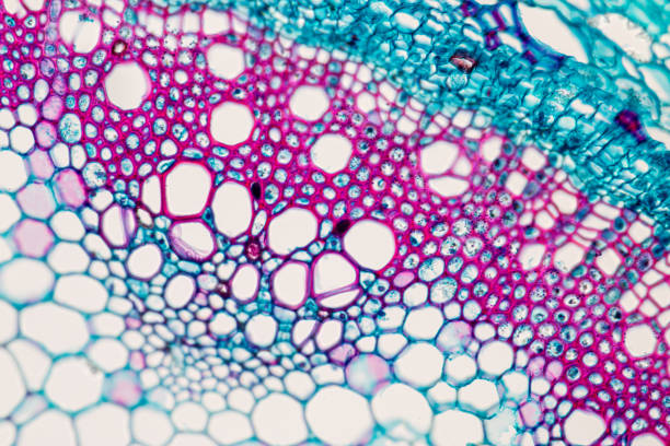 istock Cross-section Plant Stem under the microscope for classroom education. 909554658