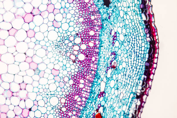 istock Cross-section Plant Stem under the microscope for classroom education. 909554722