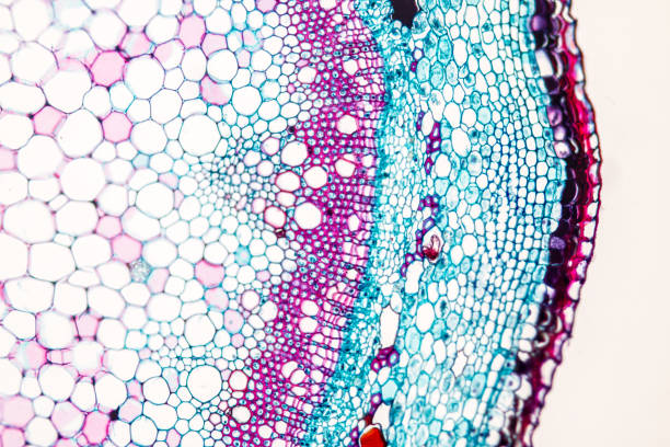Cross-section Plant Stem under the microscope for classroom education. Cross-section Plant Stem under the microscope for classroom education. cambium photos stock pictures, royalty-free photos & images