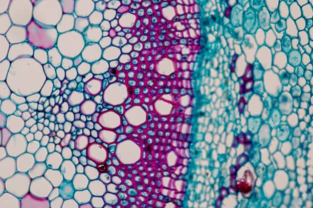 istock Cross-section Plant Stem under the microscope for classroom education. 909554726