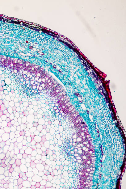 istock Cross-section Plant Stem under the microscope for classroom education. 909554760
