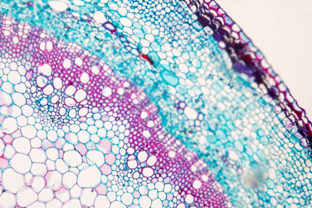 istock Cross-section Plant Stem under the microscope for classroom education. 909554832