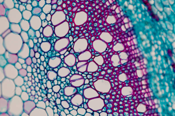 Cross-section Plant Stem under the microscope for classroom education.