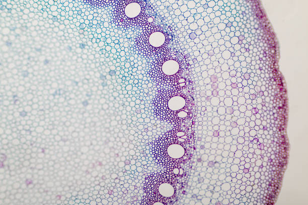 istock Cross-section Plant Stem under the microscope for classroom education. 909554864