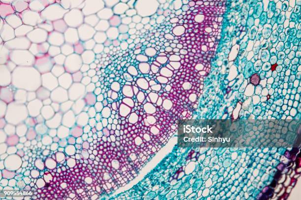 Querschnitt Pflanzenstängel Unter Dem Mikroskop Für Klassenzimmerausbildung Stockfoto und mehr Bilder von Gewebeprobe
