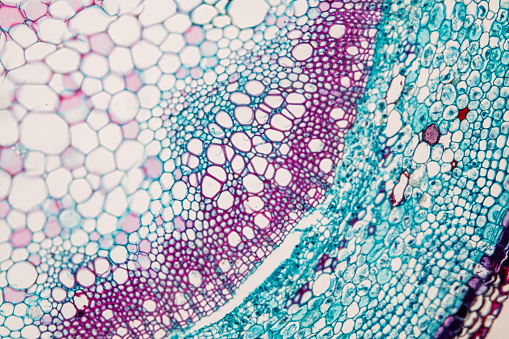 Cross-section Plant Stem under the microscope for classroom education.