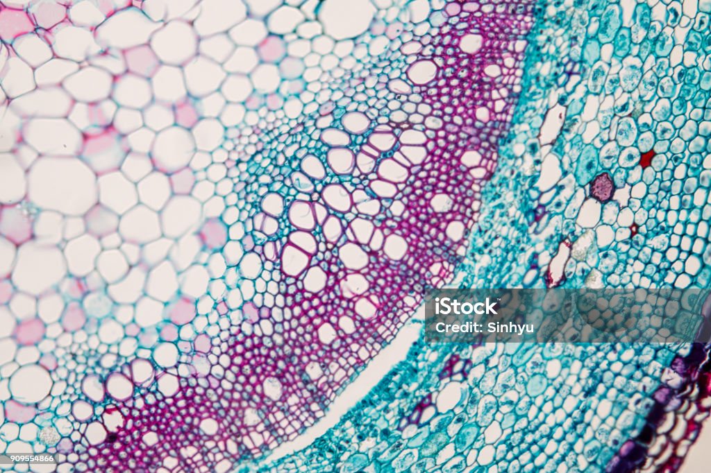 Cross-section Plant Stem under the microscope for classroom education. Tissue Sample Stock Photo