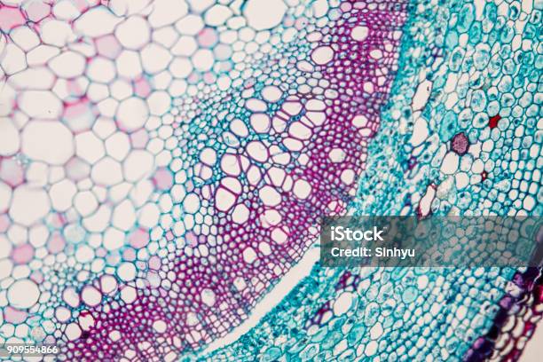 Crosssection Plant Stem Under The Microscope For Classroom Education Stock Photo - Download Image Now