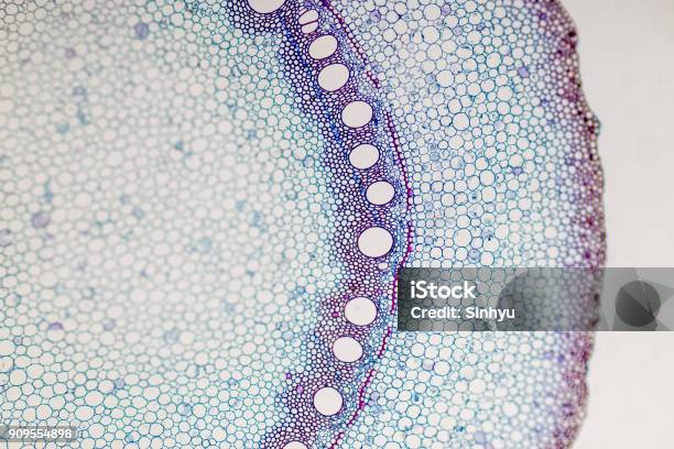 Corte Transversal Tallo Bajo El Microscopio Para La Enseñanza De Aula Foto de stock y más banco de imágenes de Célula