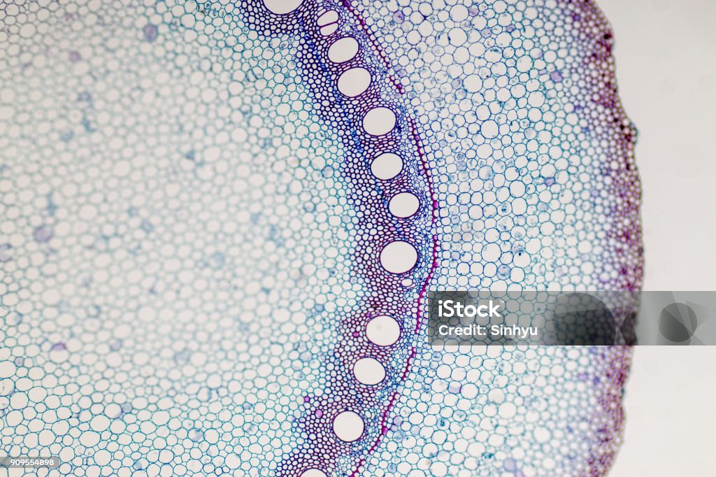Cross-section Plant Stem under the microscope for classroom education. Biological Cell Stock Photo