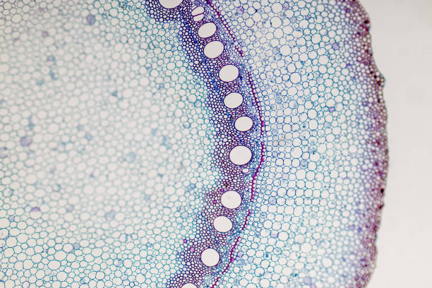 Cross-section Plant Stem under the microscope for classroom education. stock photo