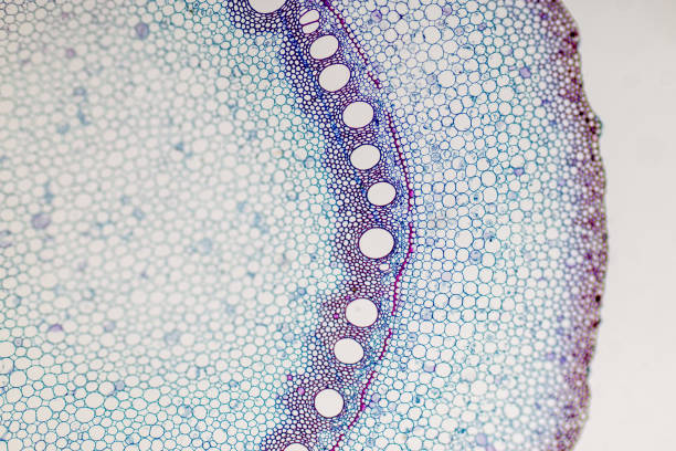 Cross-section Plant Stem under the microscope for classroom education. Cross-section Plant Stem under the microscope for classroom education. human cell stock pictures, royalty-free photos & images