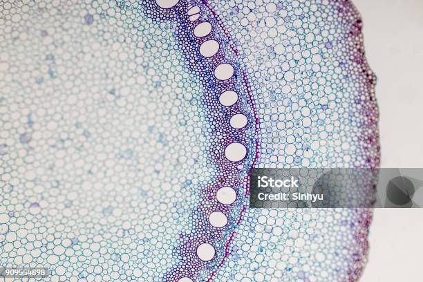 Crosssection Plant Stem Under The Microscope For Classroom Education Stock Photo - Download Image Now
