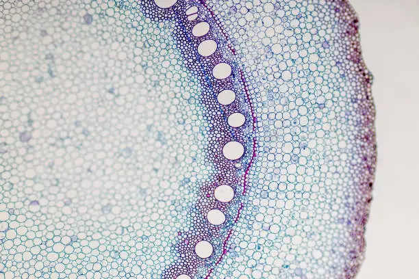 Cross-section Plant Stem under the microscope for classroom education.