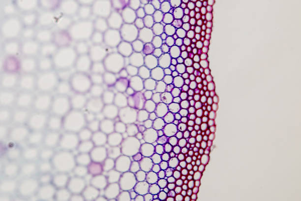 istock Cross-section Plant Stem under the microscope for classroom education. 909554908