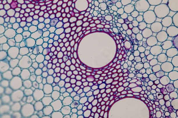 istock Cross-section Plant Stem under the microscope for classroom education. 909554912