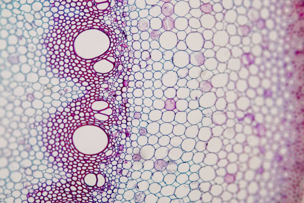 istock Cross-section Plant Stem under the microscope for classroom education. 909554924