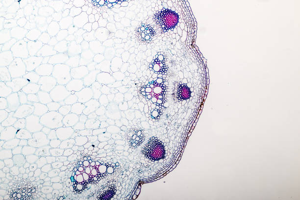 istock Cross-section Plant Stem under the microscope for classroom education. 909554936