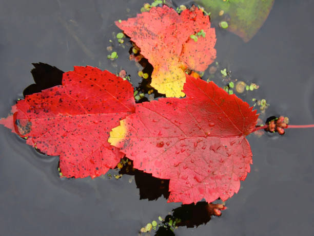 Floating Leaf Trio stock photo