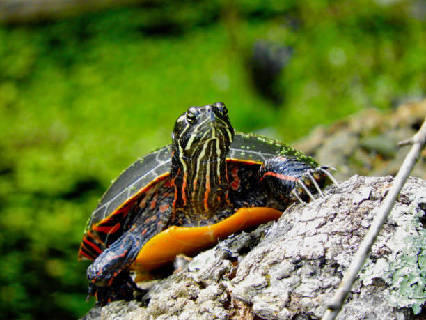 Turtle Climb stock photo