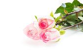 White Pink Roses flower isolated on white background (Clipping path included) with copy space for text, logo, wordings insertion or decoration, beautiful sweet love concept on Valentine day or wedding