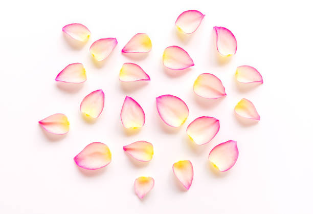 istock White pink beautiful rose flower petals on white background with space, single petal as pattern for natural sweet love concept on Valentines day, wedding, special occasion celebration or skin cosmetic 909561452