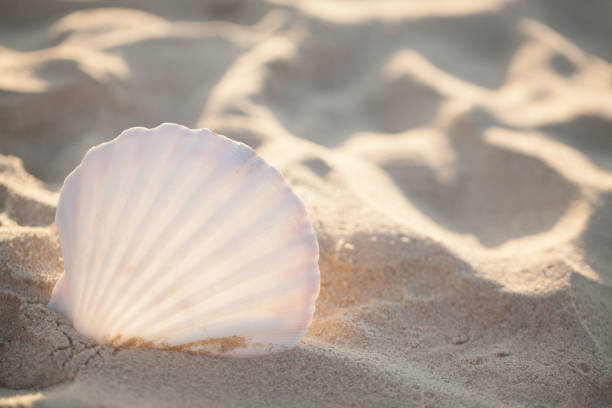 istock seashell on the beach- Image of tropical sandy beach and seashell. Summer concept 909562762