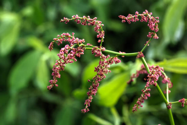 Rumex. Field plant. The sorrel flower growing on a summer meadow. rumex crispus stock pictures, royalty-free photos & images