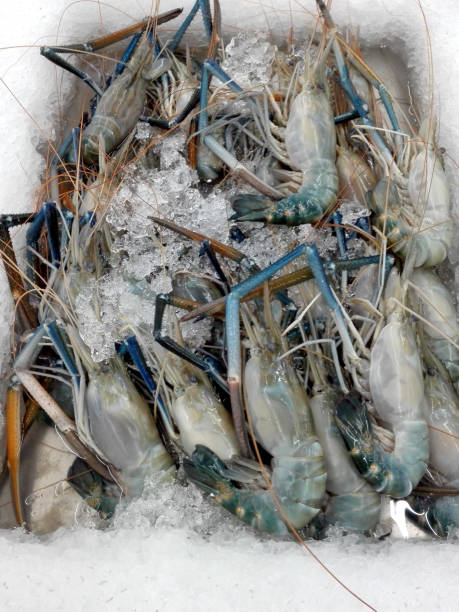 istock Closeup of raw Giant freshwater prawn 909565876