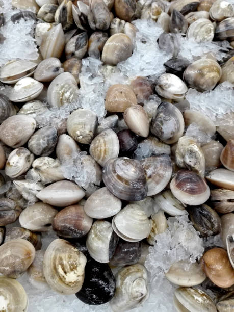 istock Closeup of fresh raw clam seashells 909566236