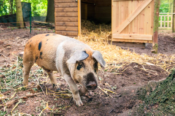 istock Outdoor raised pig 909566364