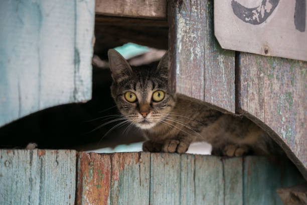 istock Small gray striped cat is sitting on a gate 909566426