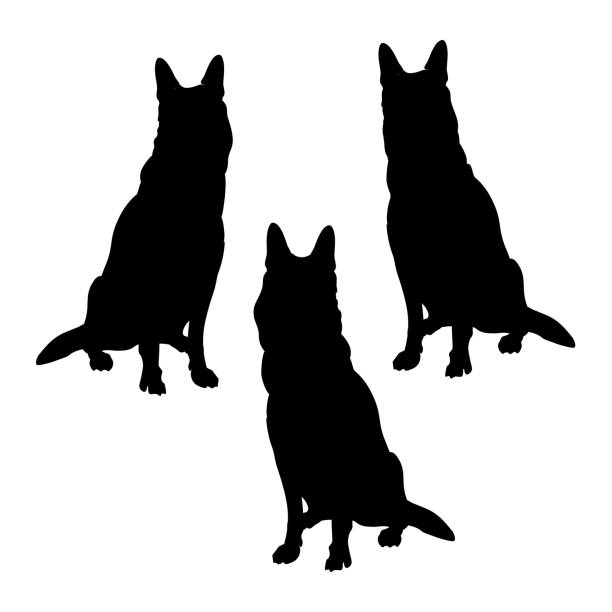 illustrations, cliparts, dessins animés et icônes de silhouettes de chiens de berger allemand - german shepherd police security alertness