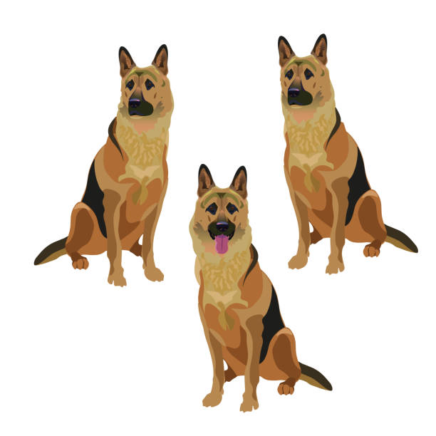 ÐеÑаÑÑ Set of german shepherd dogs. Vector illustration isolated on the white background drawing of police dogs stock illustrations