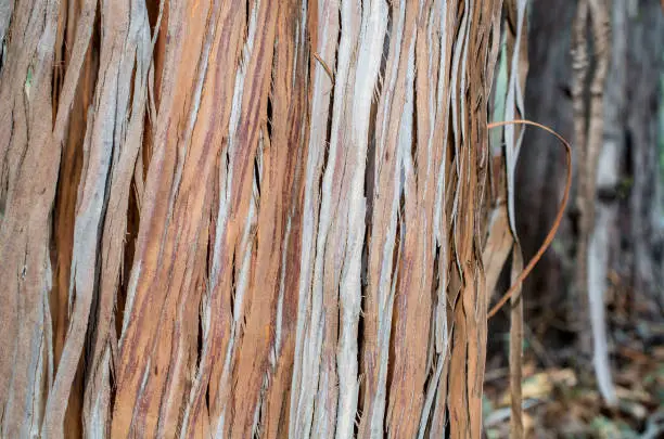 Photo of Catalina Ironwood - Wood texture and background