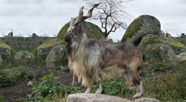 istock male Turkmenian markhor 909574114